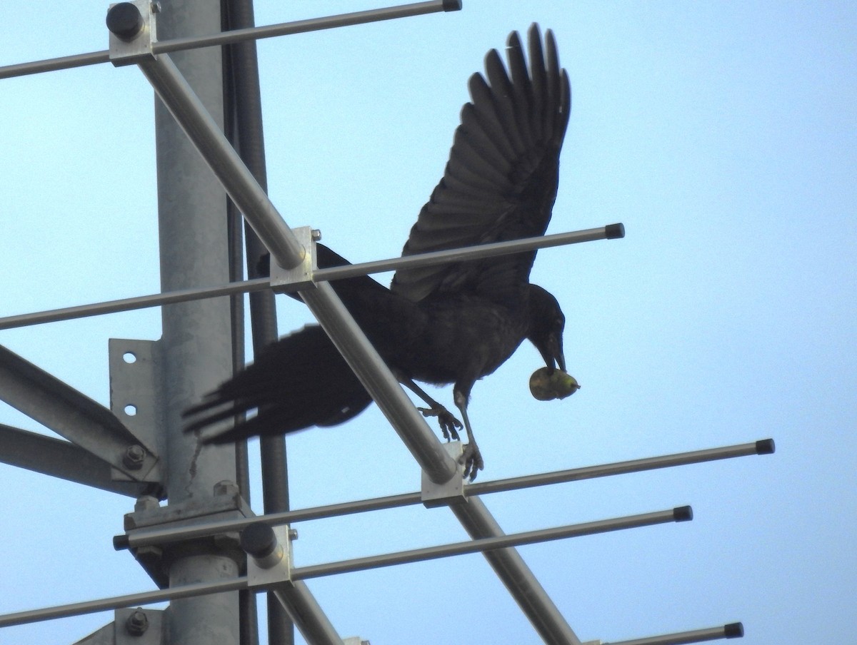 American Crow - ML638346054