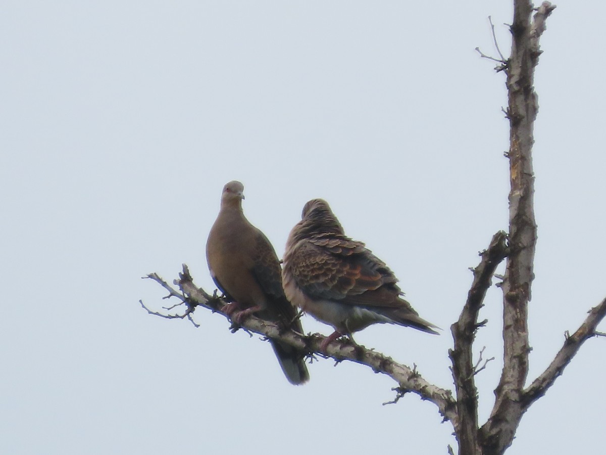 Oriental Turtle-Dove - ML638346056