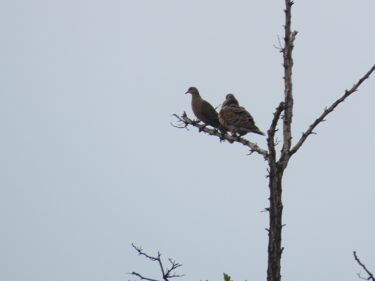 Oriental Turtle-Dove - ML638346057