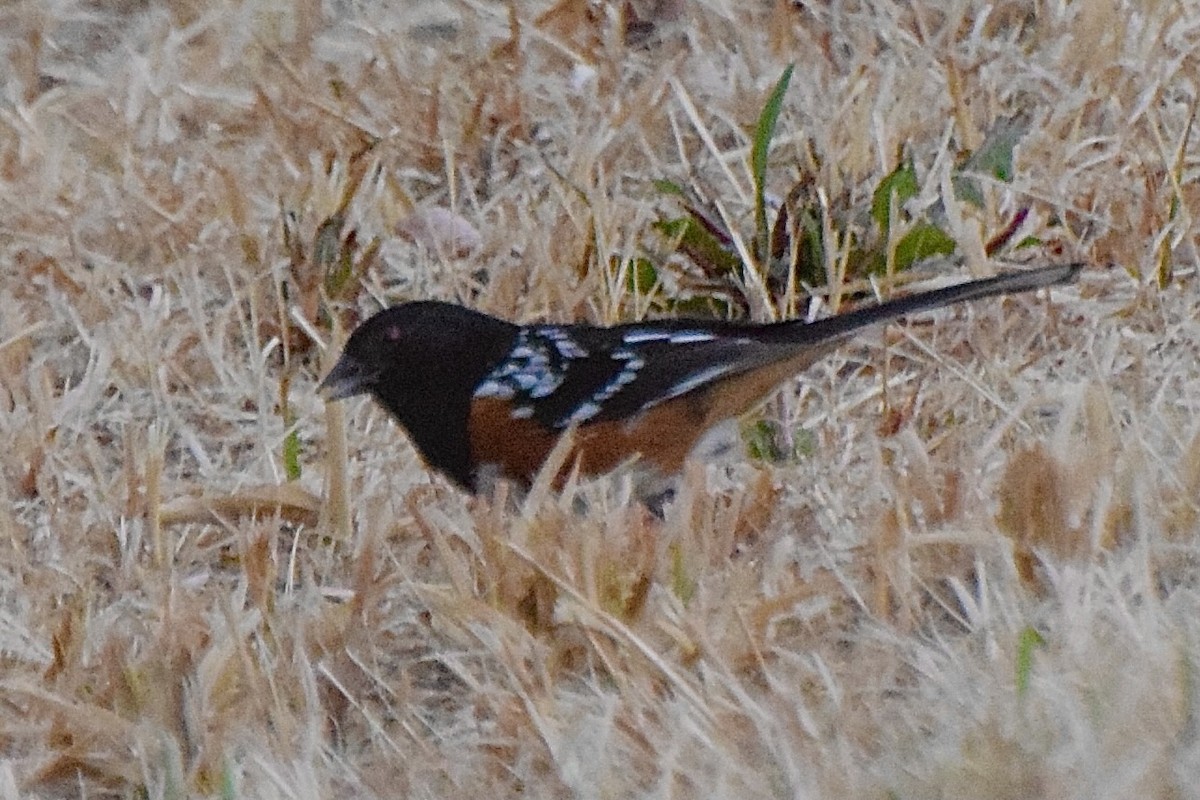 Spotted Towhee - ML638346059