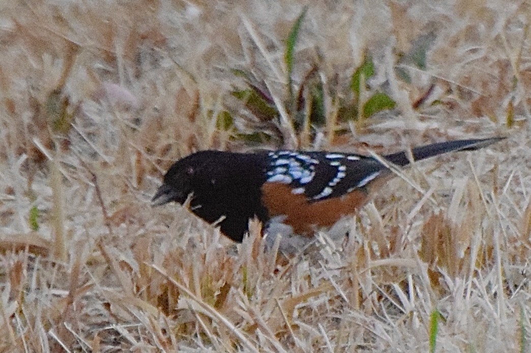 Spotted Towhee - ML638346060