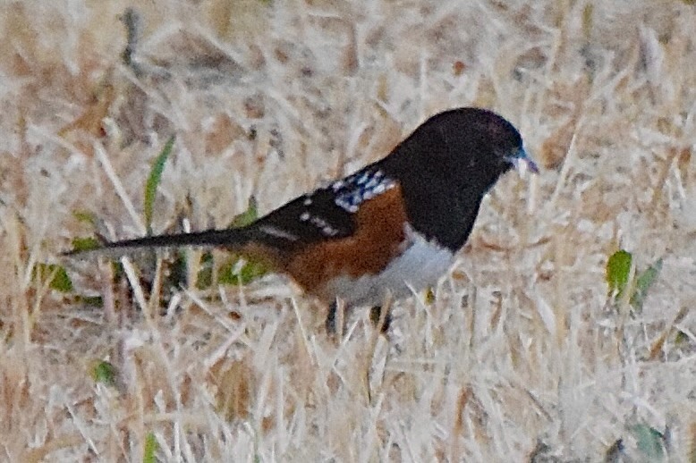 Spotted Towhee - ML638346061