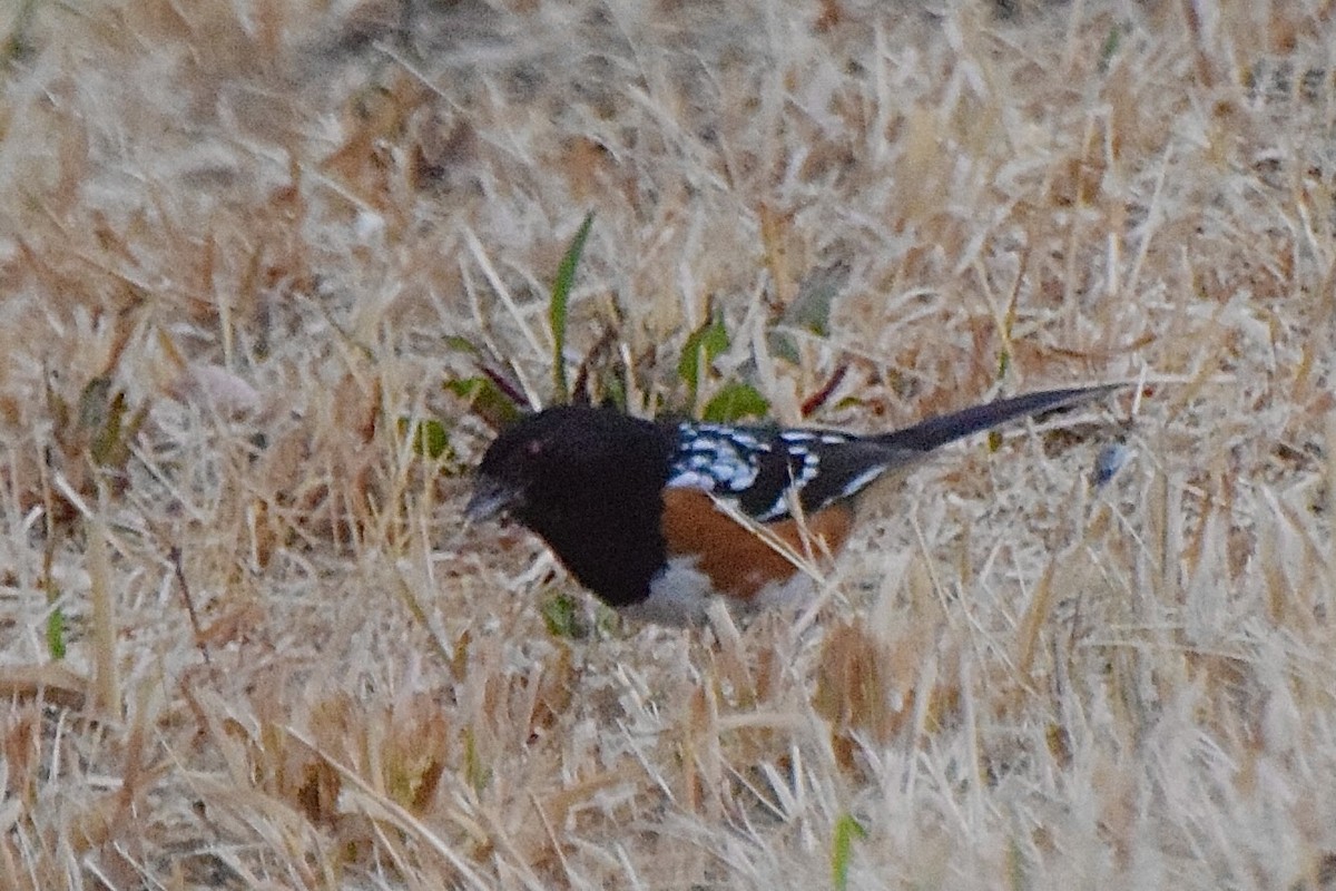 Spotted Towhee - ML638346062