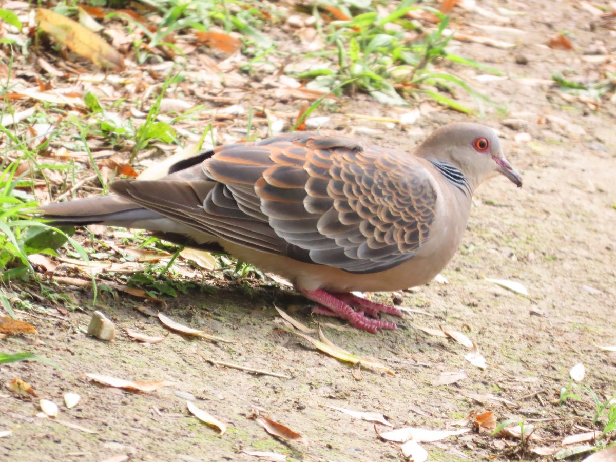 Oriental Turtle-Dove - ML638346063