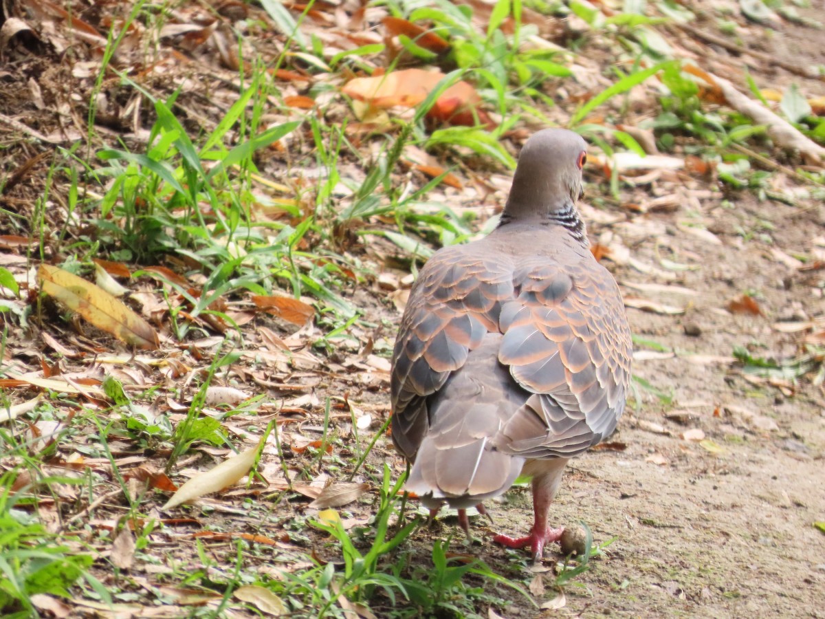 Oriental Turtle-Dove - ML638346064