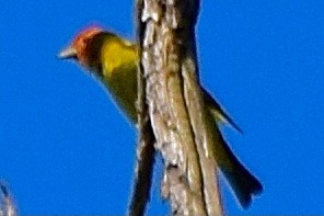 Western Tanager - ML638346066