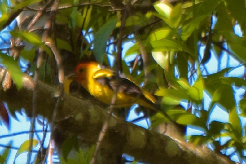 Western Tanager - ML638346067