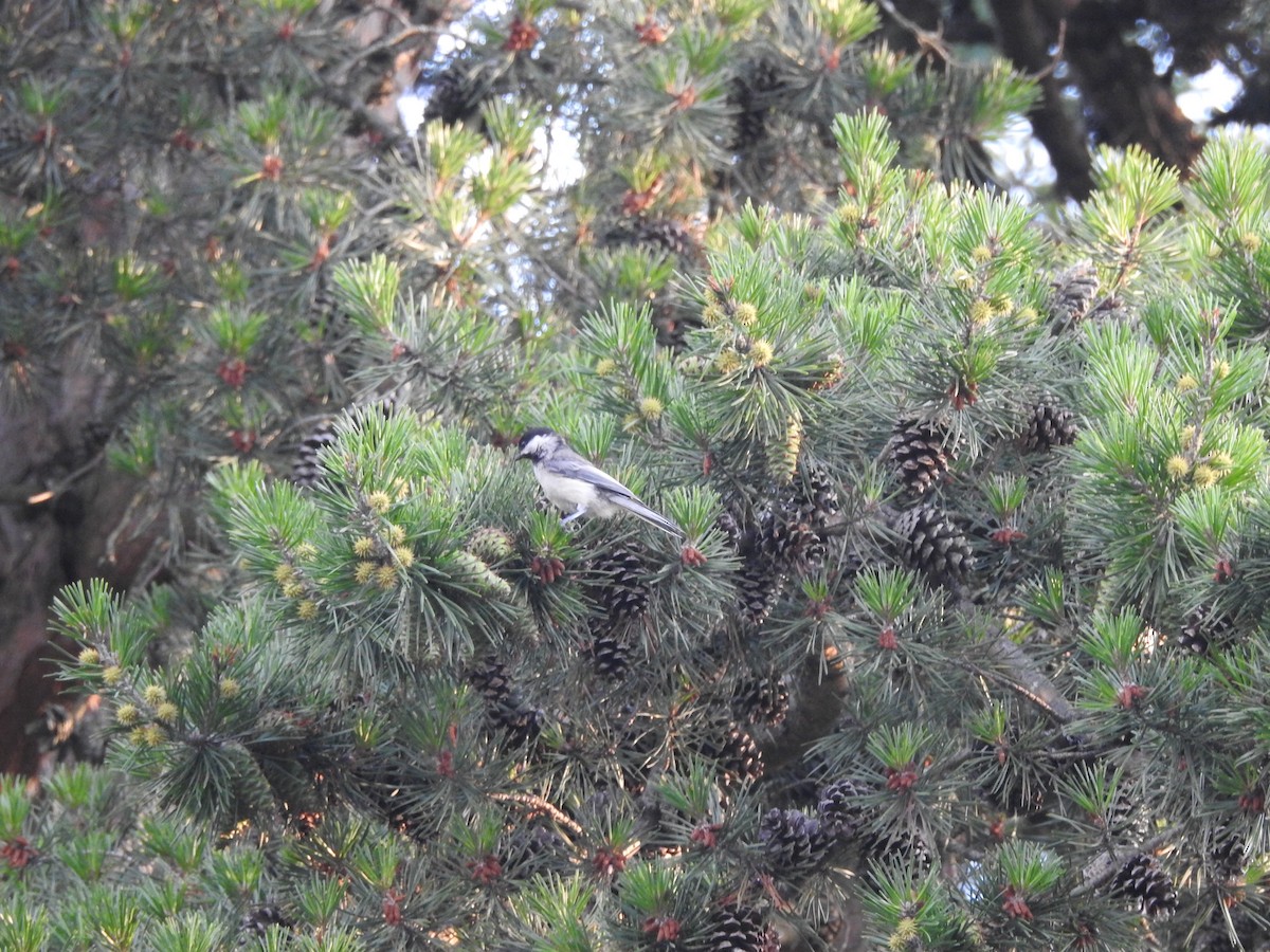 Black-capped Chickadee - ML638346068