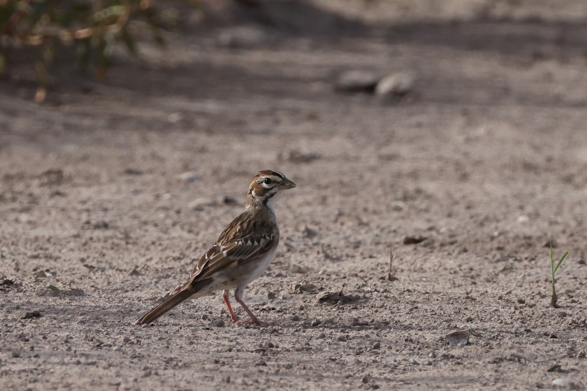 Lark Sparrow - ML638346071