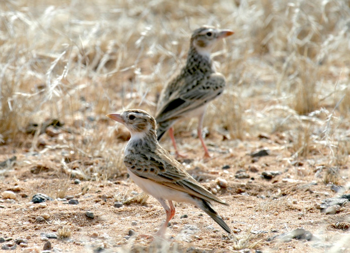 Stark's Lark - ML638346074