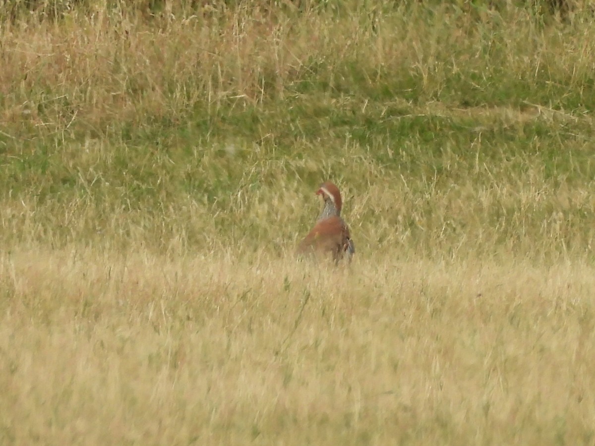 Red-legged Partridge - ML638346076