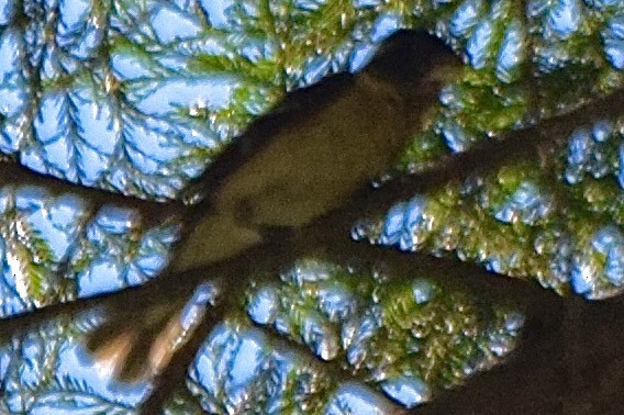 Black-headed Grosbeak - ML638346079