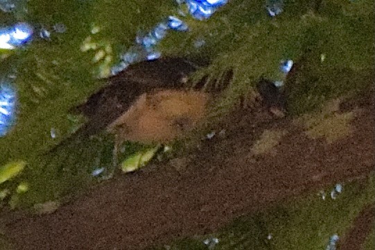 Black-headed Grosbeak - ML638346080