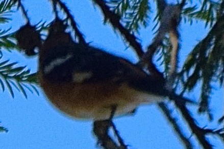 Black-headed Grosbeak - ML638346081