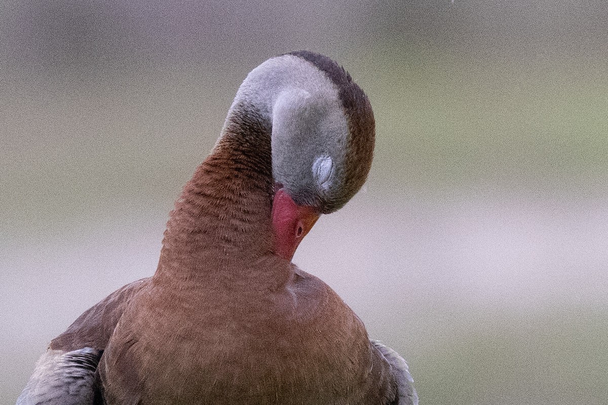 Black-bellied Whistling-Duck - ML638346082