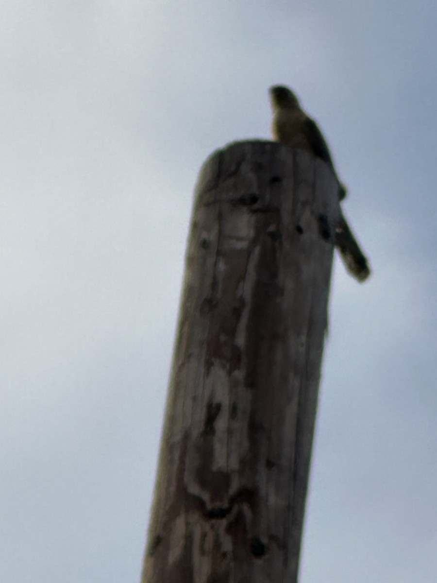 Cooper's Hawk - ML638346083