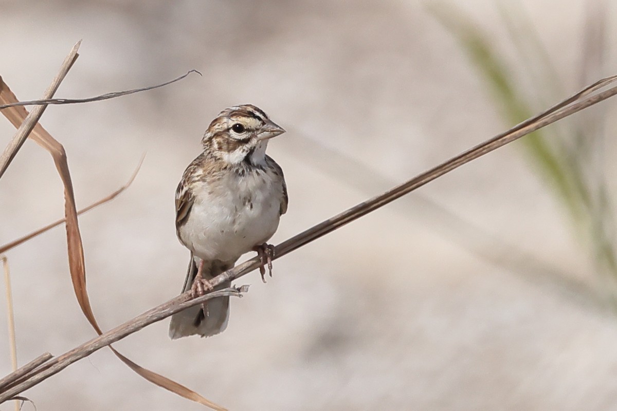 Lark Sparrow - ML638346084
