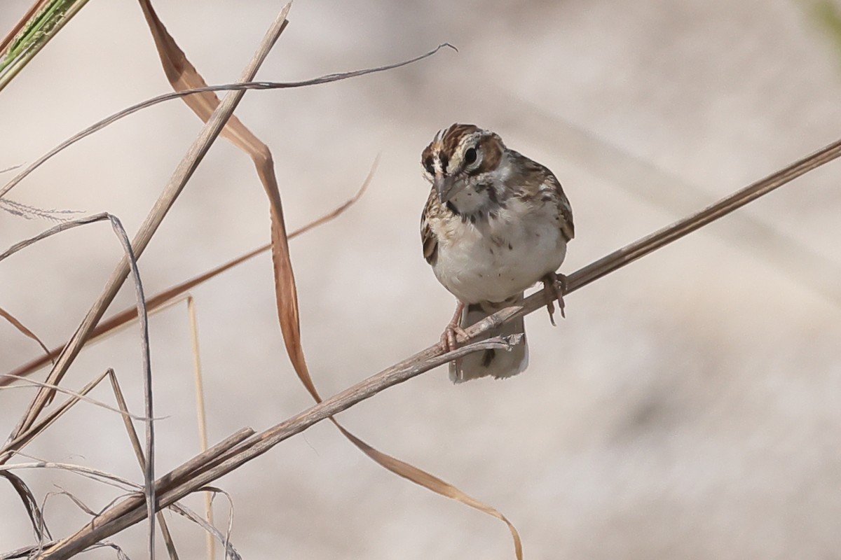 Lark Sparrow - ML638346085