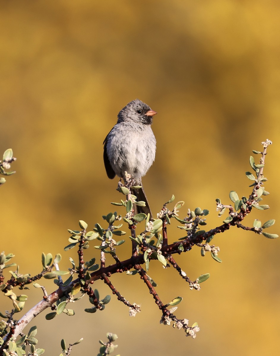 Black-chinned Sparrow - ML638346089