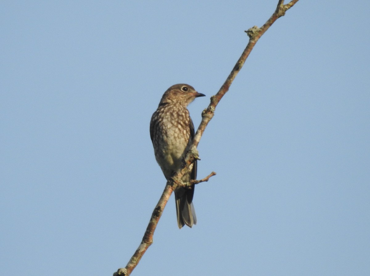 Eastern Bluebird - ML638346091
