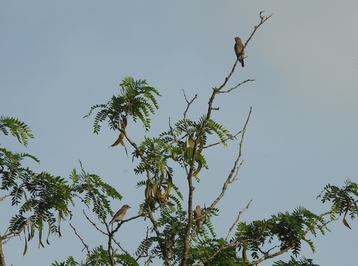 Eastern Bluebird - ML638346092