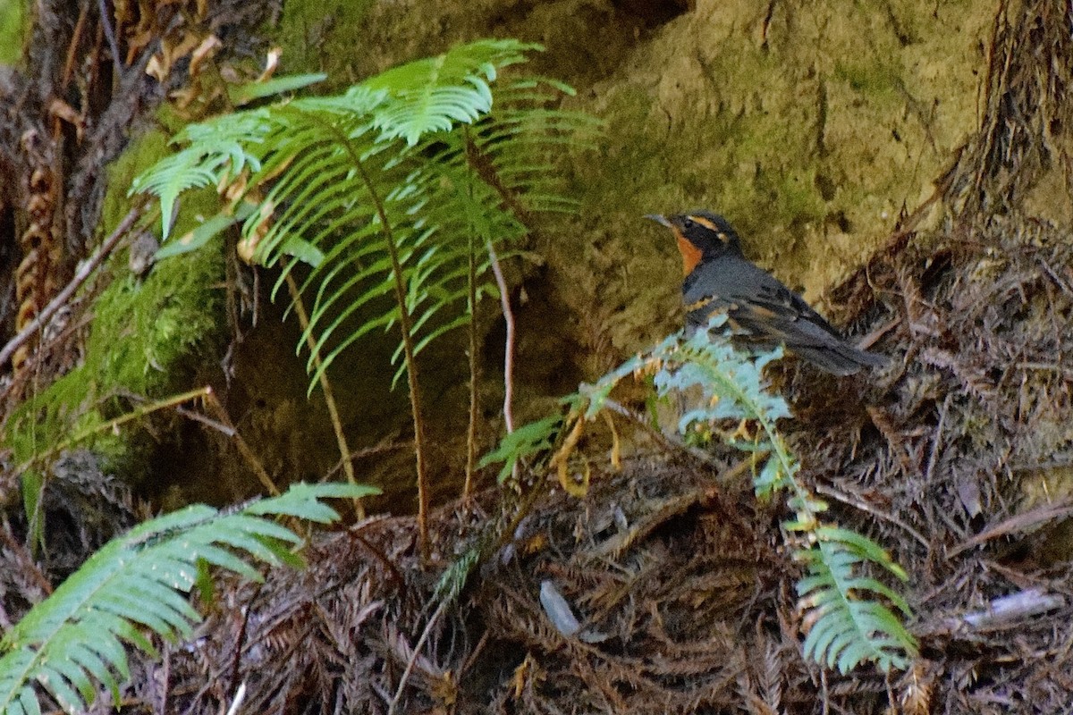 Varied Thrush - ML638346101
