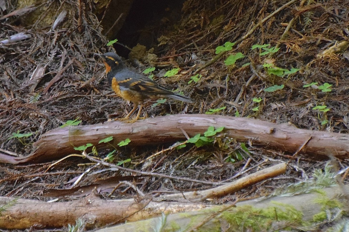 Varied Thrush - ML638346102