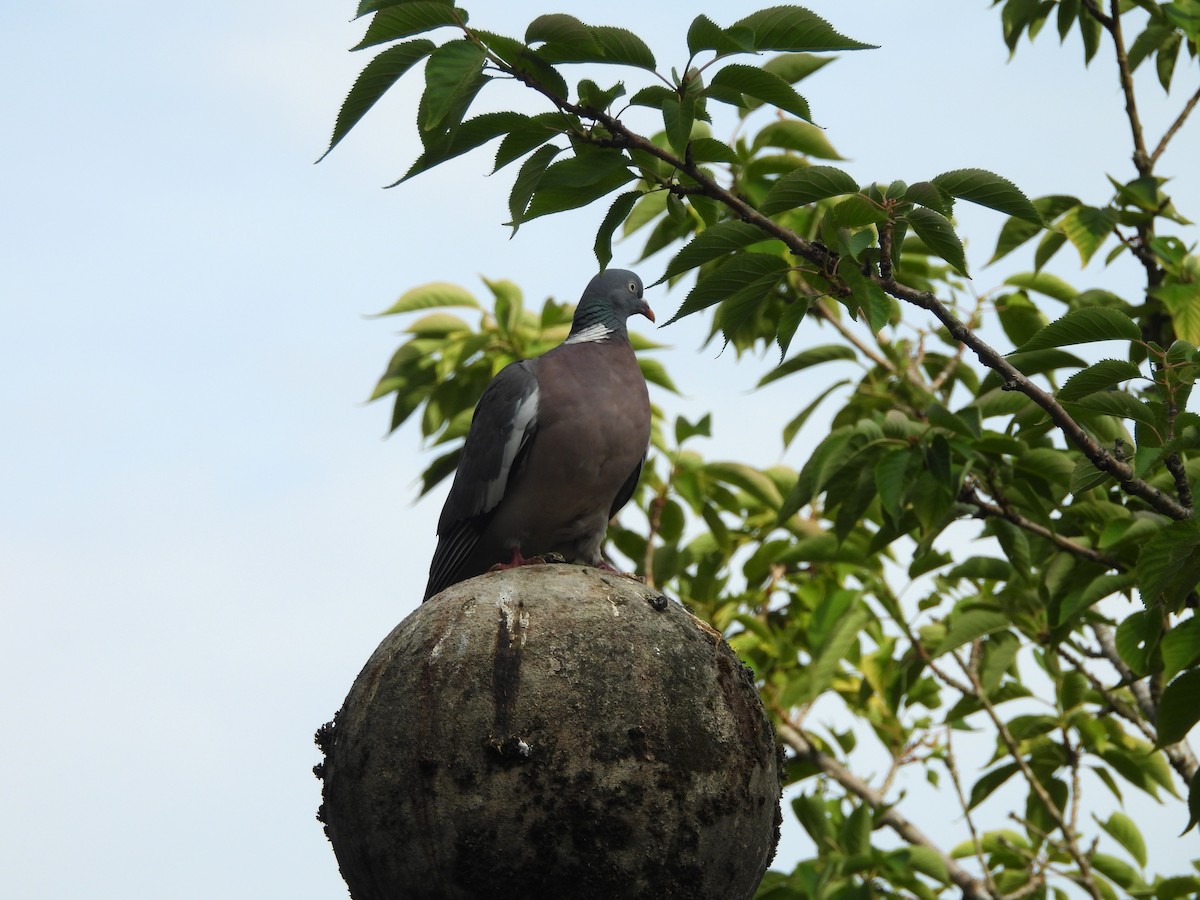 Pagausoa - ML638346105