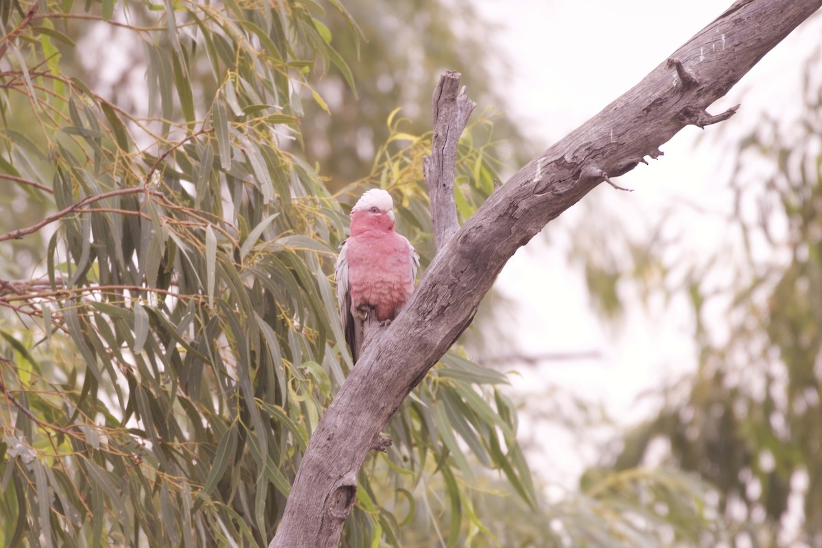 Galah - ML638346115