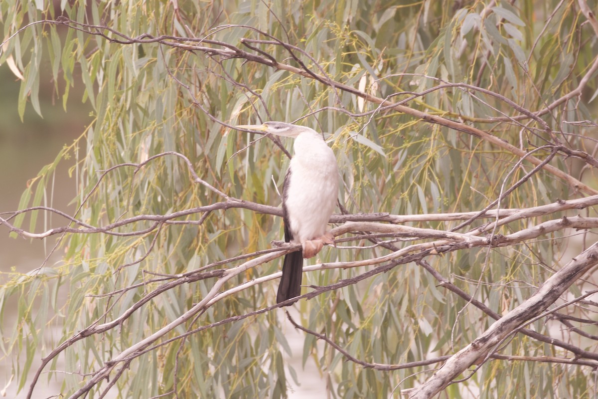 Anhinga australiarra - ML638346125