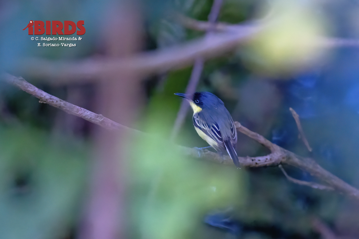 Common Tody-Flycatcher - ML638346136