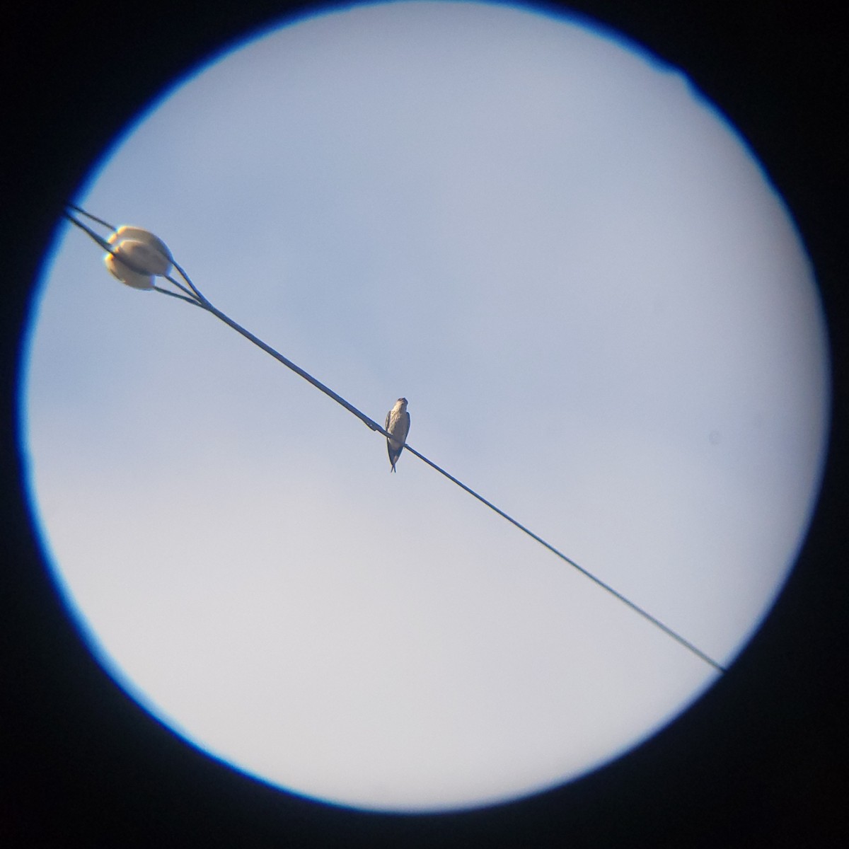 Eastern Red-rumped Swallow (Daurian) - ML638346138