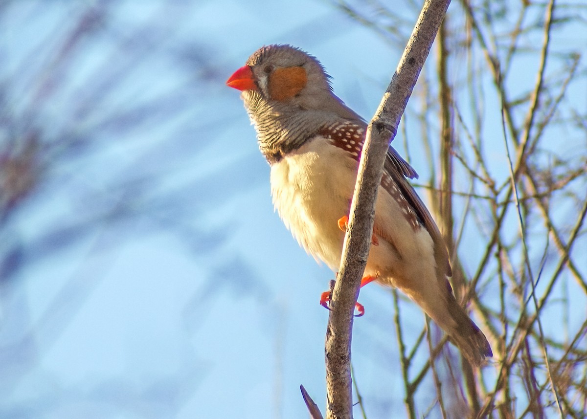 Zebra Finch - ML638346140