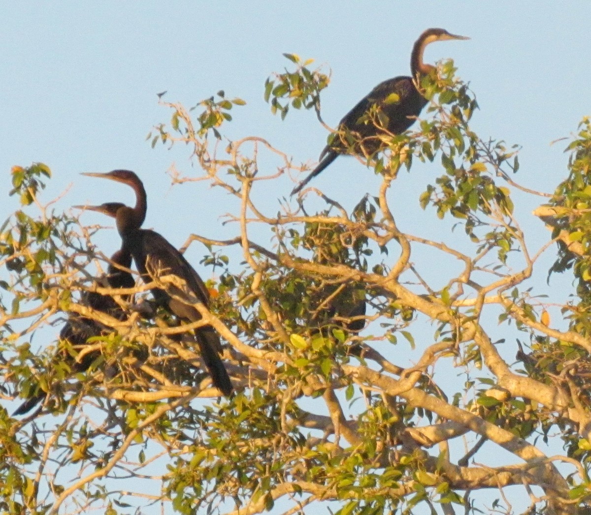 Anhinga afrikarra - ML638346142