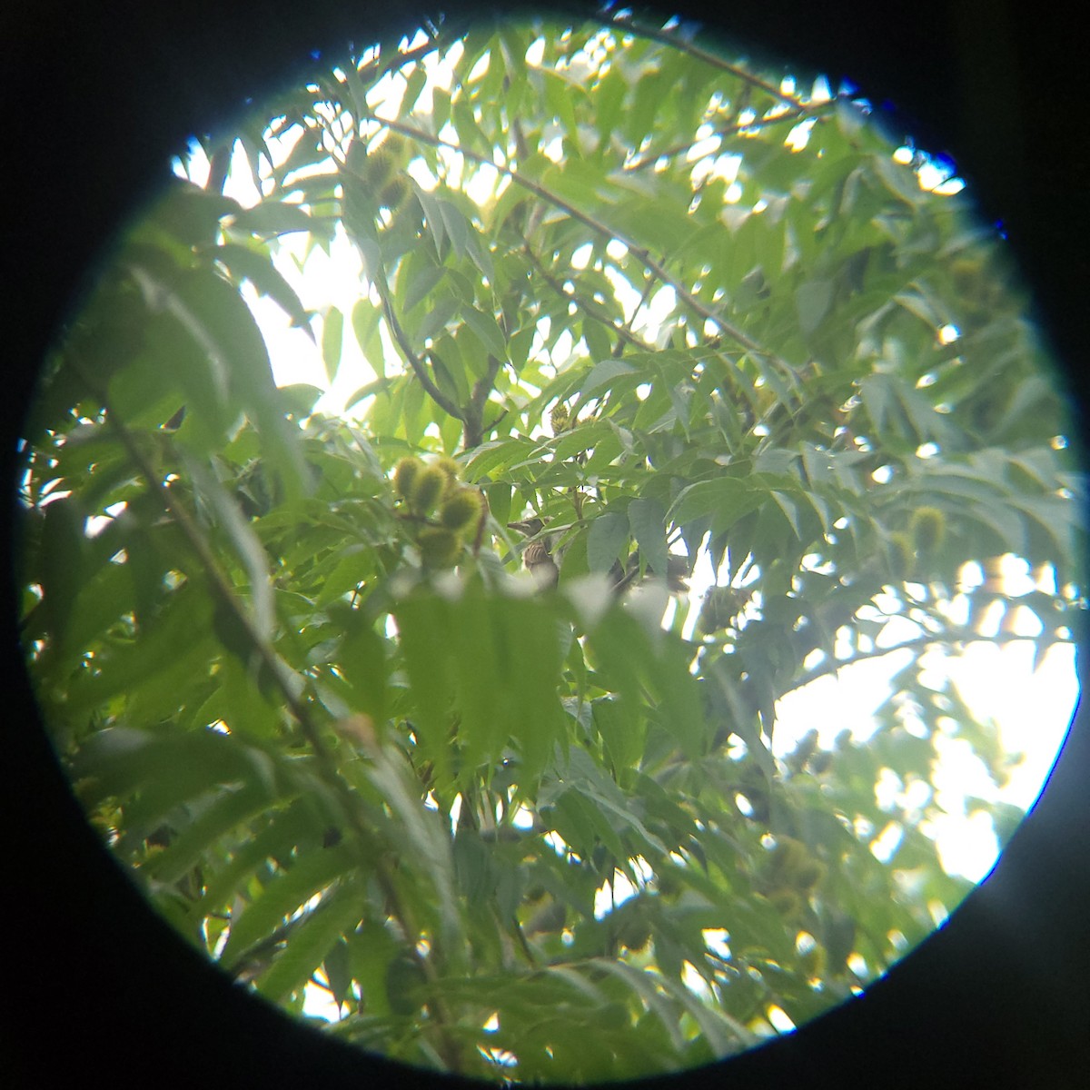 Brown-eared Bulbul - ML638346145