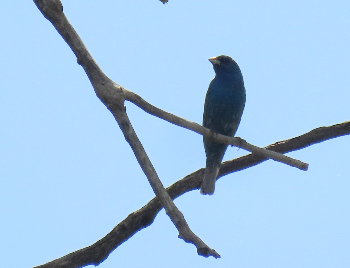 Indigo Bunting - ML638346149