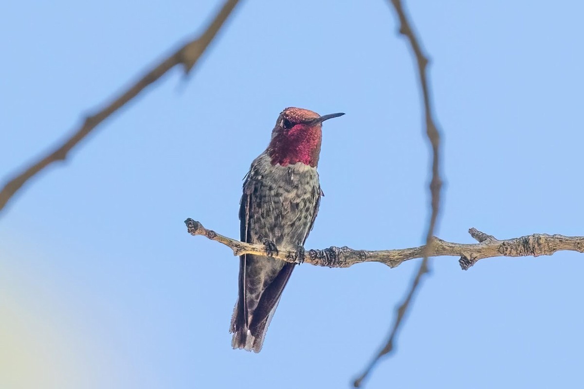 Anna's Hummingbird - ML638346150