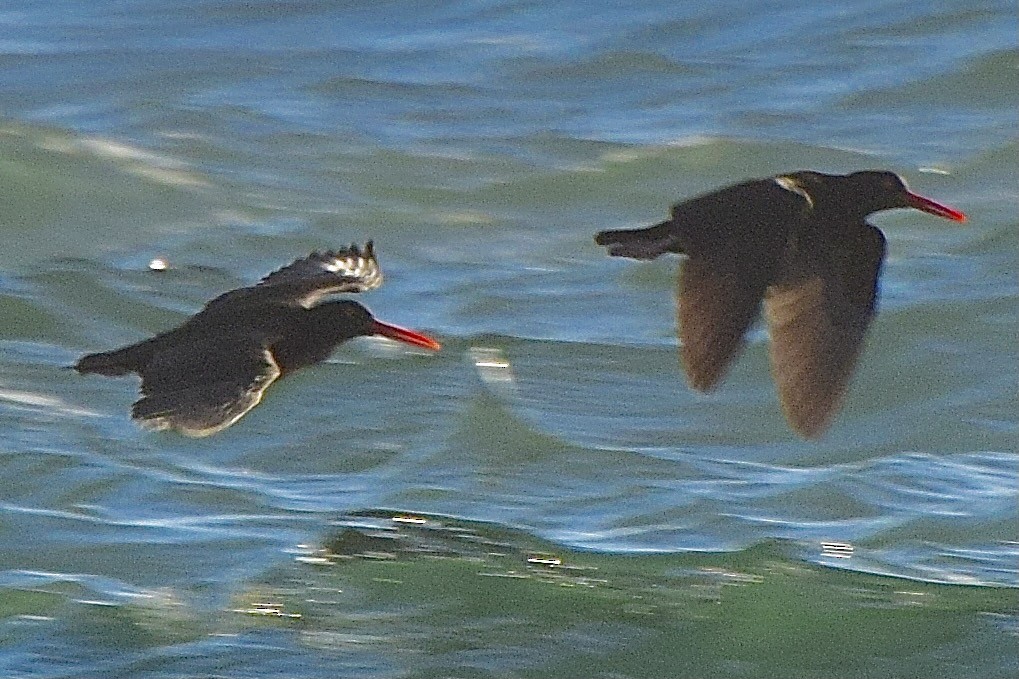 Black Oystercatcher - ML638346153