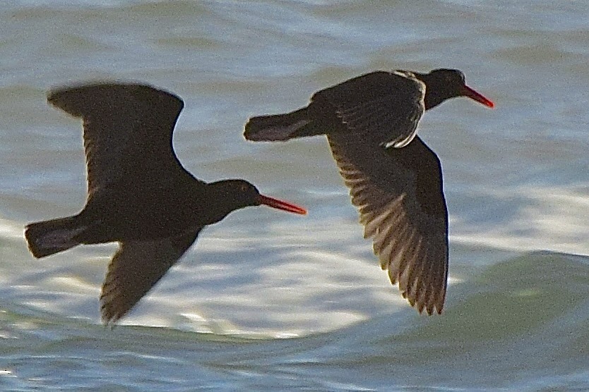 Black Oystercatcher - ML638346154