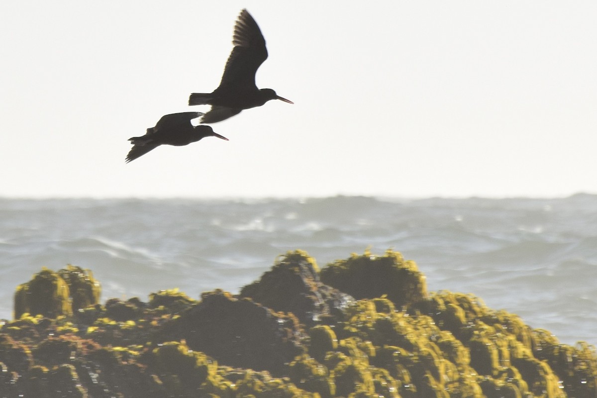 Black Oystercatcher - ML638346155