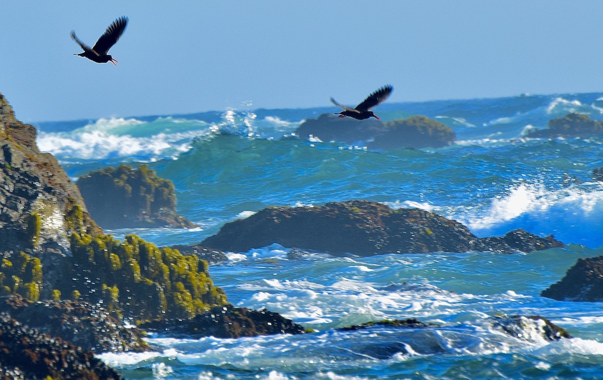 Black Oystercatcher - ML638346156