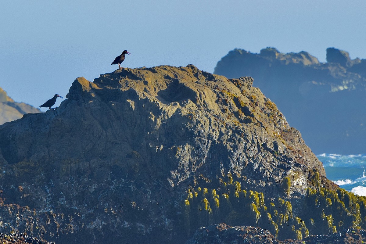 Black Oystercatcher - ML638346158