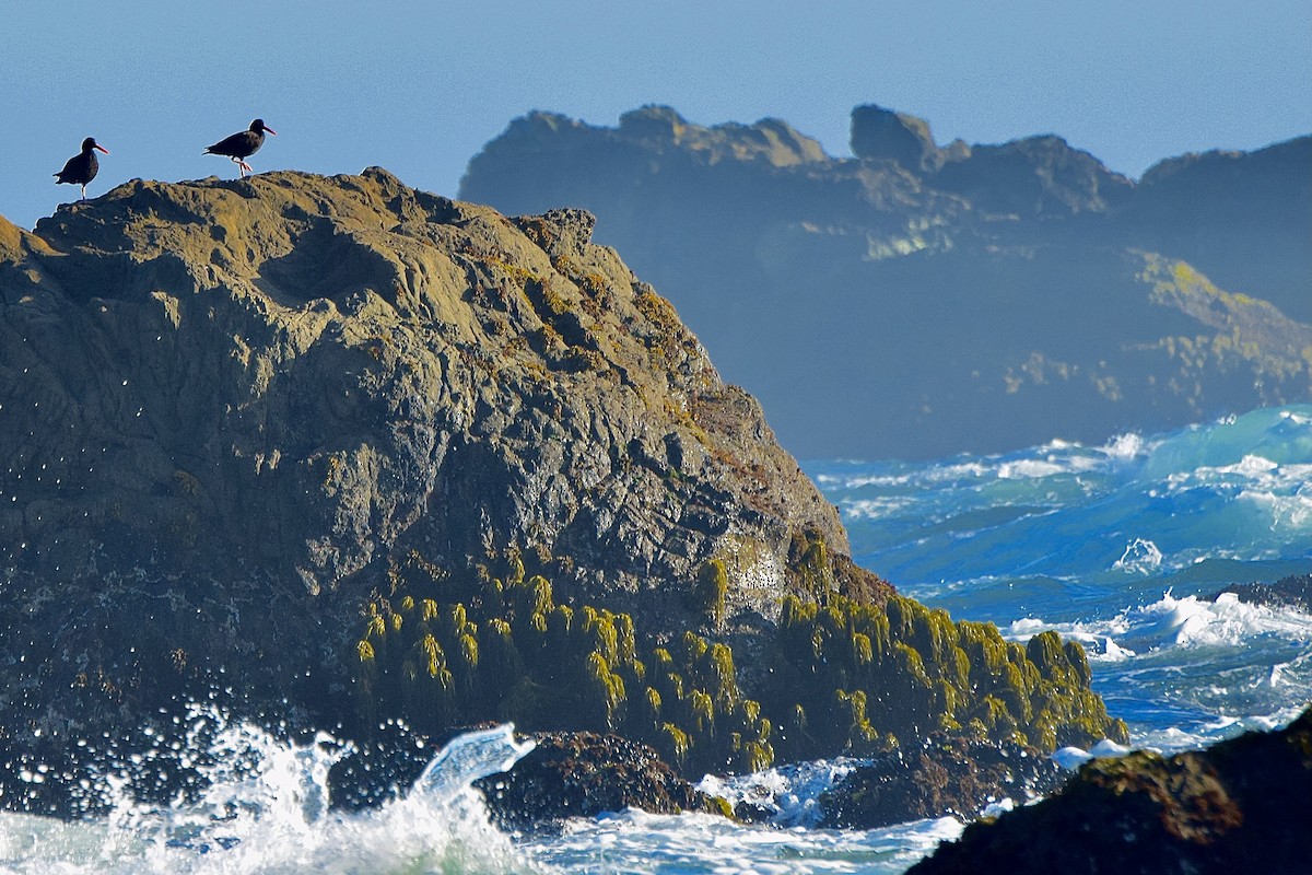 Black Oystercatcher - ML638346159