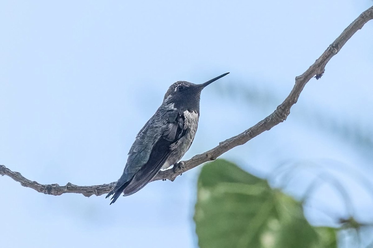 Black-chinned Hummingbird - ML638346160
