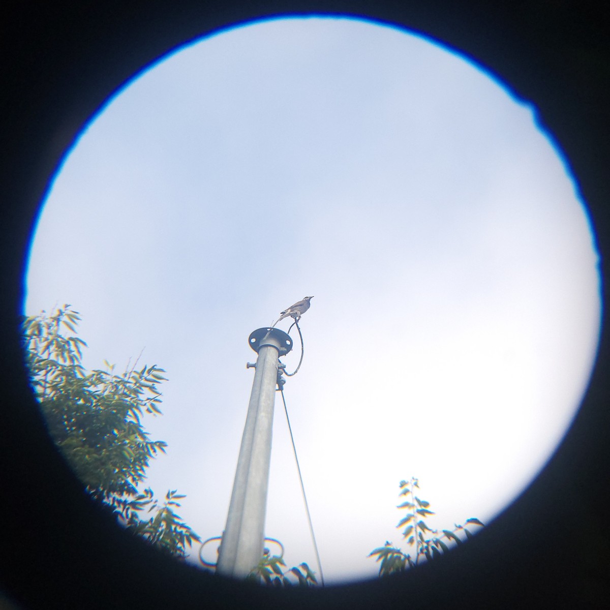 灰椋鳥 - ML638346161