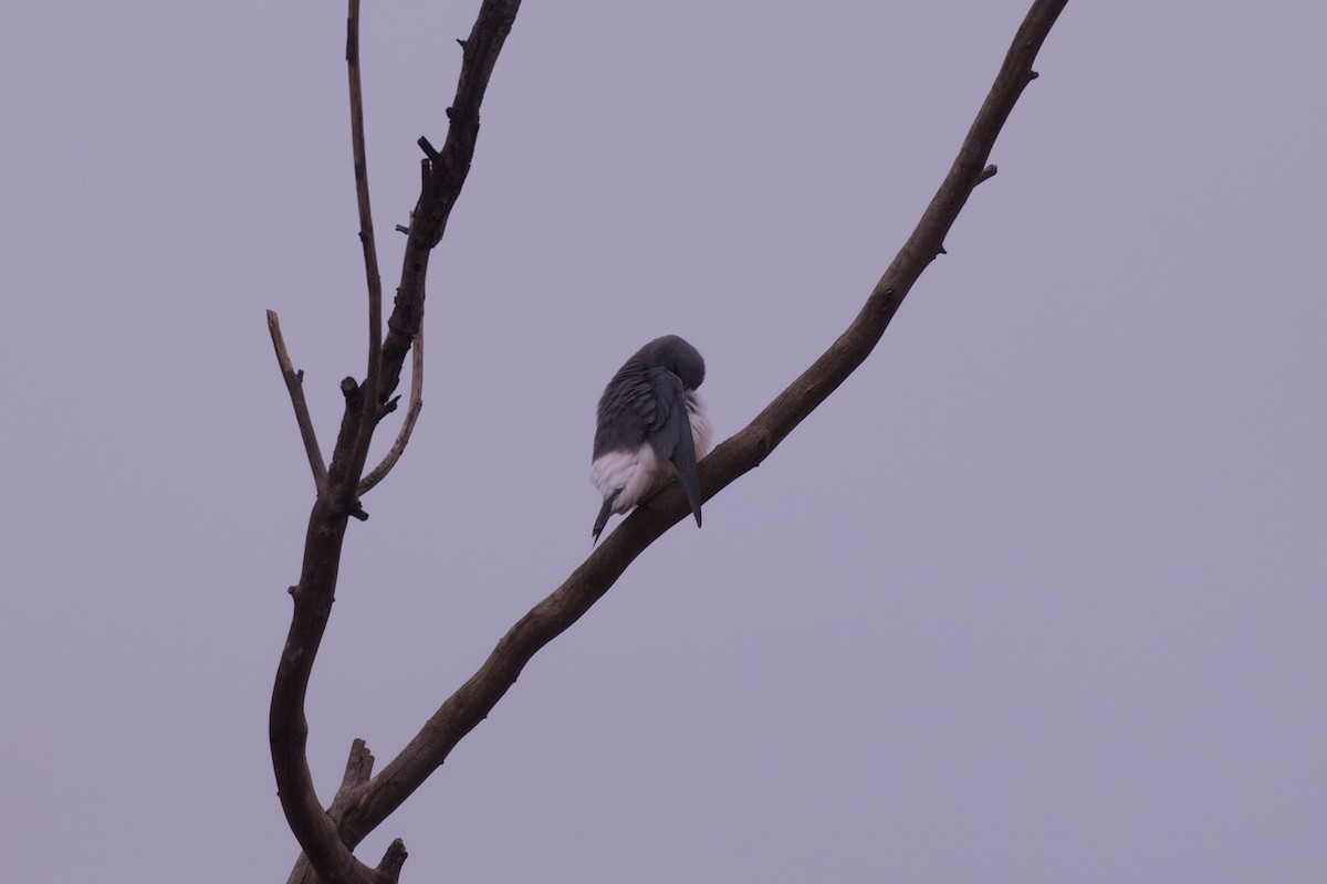 白胸燕鵙 - ML638346162