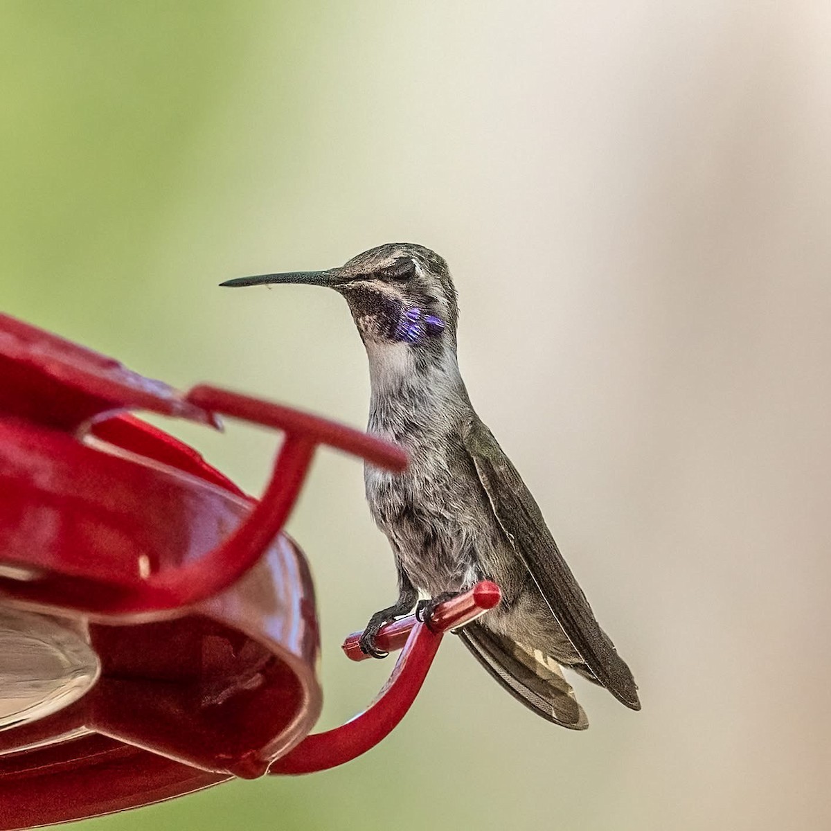 Costa's Hummingbird - ML638346164