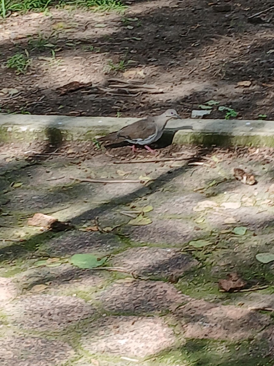 White-winged Dove - ML638346171