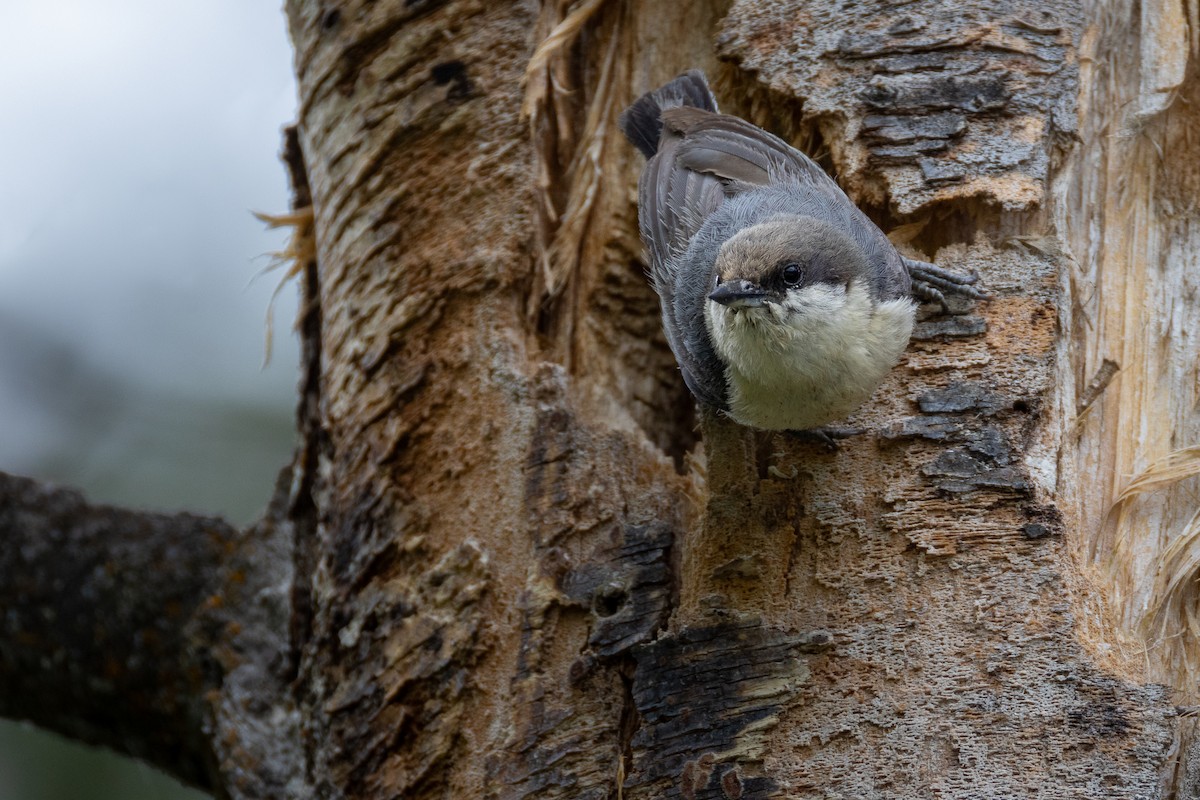 Pygmy Nuthatch - ML638346175
