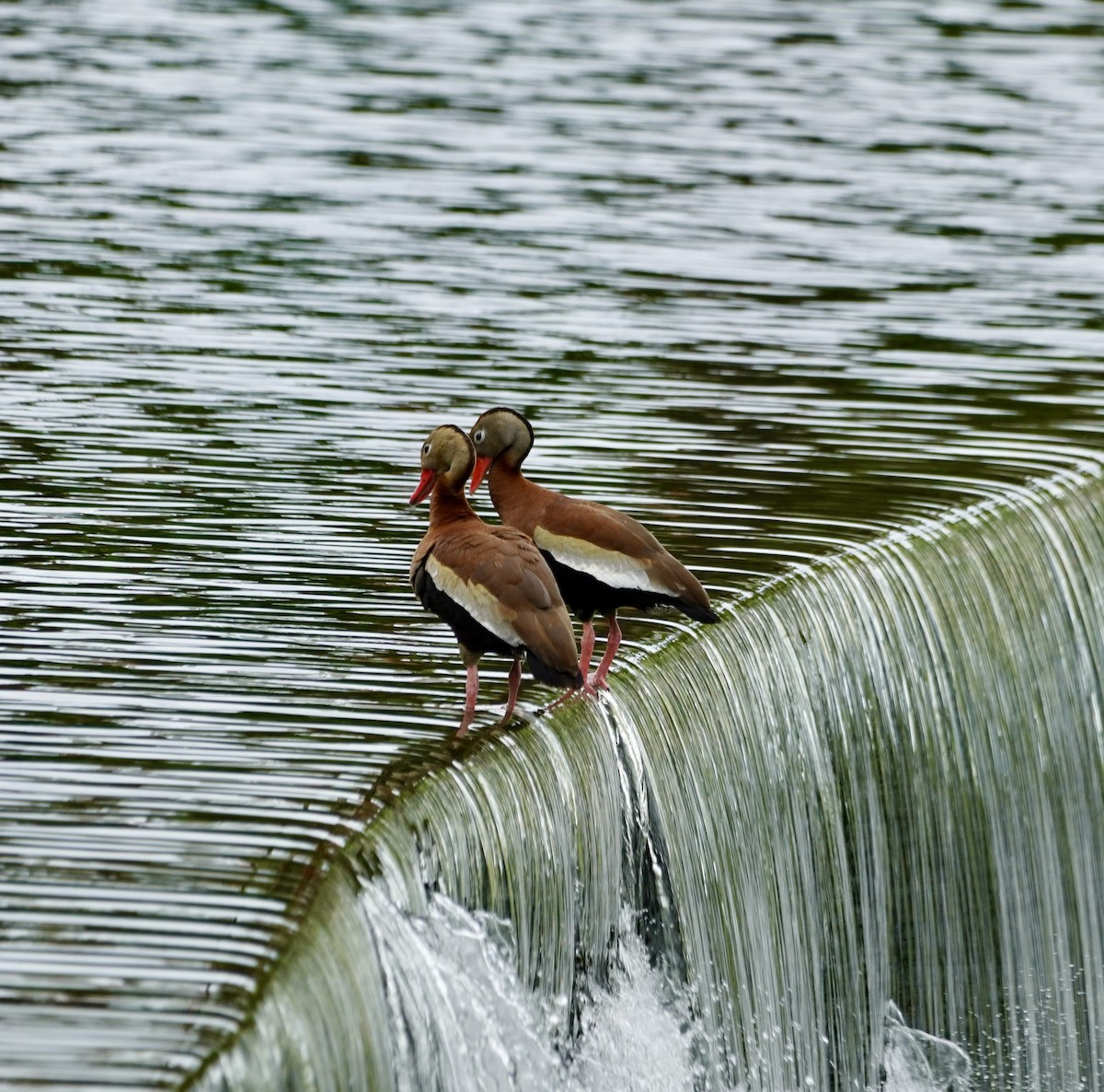 Black-bellied Whistling-Duck - ML638346189